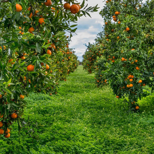 Perché scegliere prodotti biologici: benefici per te e per l’ambiente
