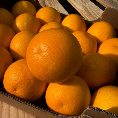 Arancia Tarocco Biondo
