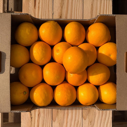 Arancia Tarocco Biondo