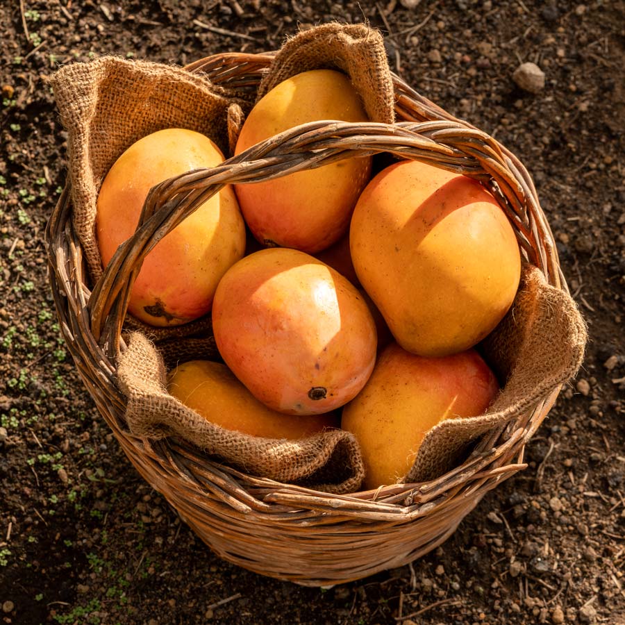 Mango Kensington Pride