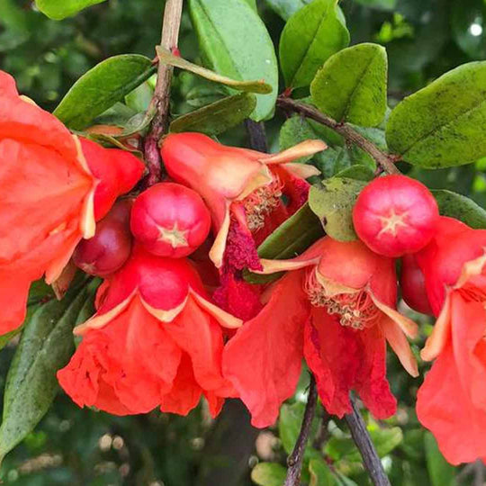fiore di melograno