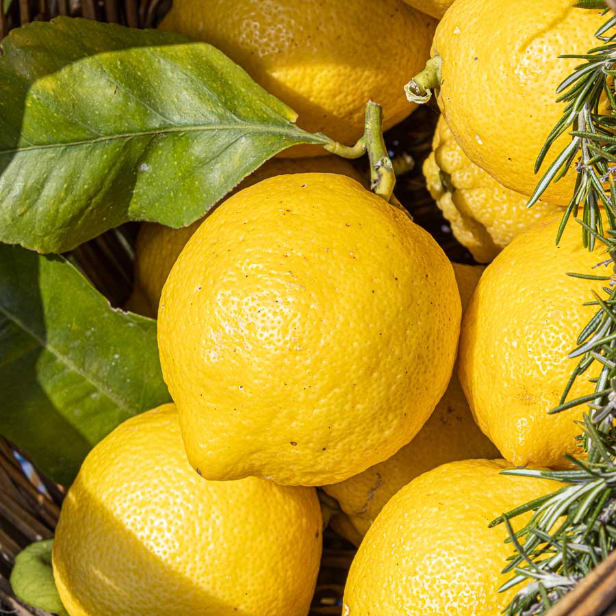 Limone Femminello Siracusano