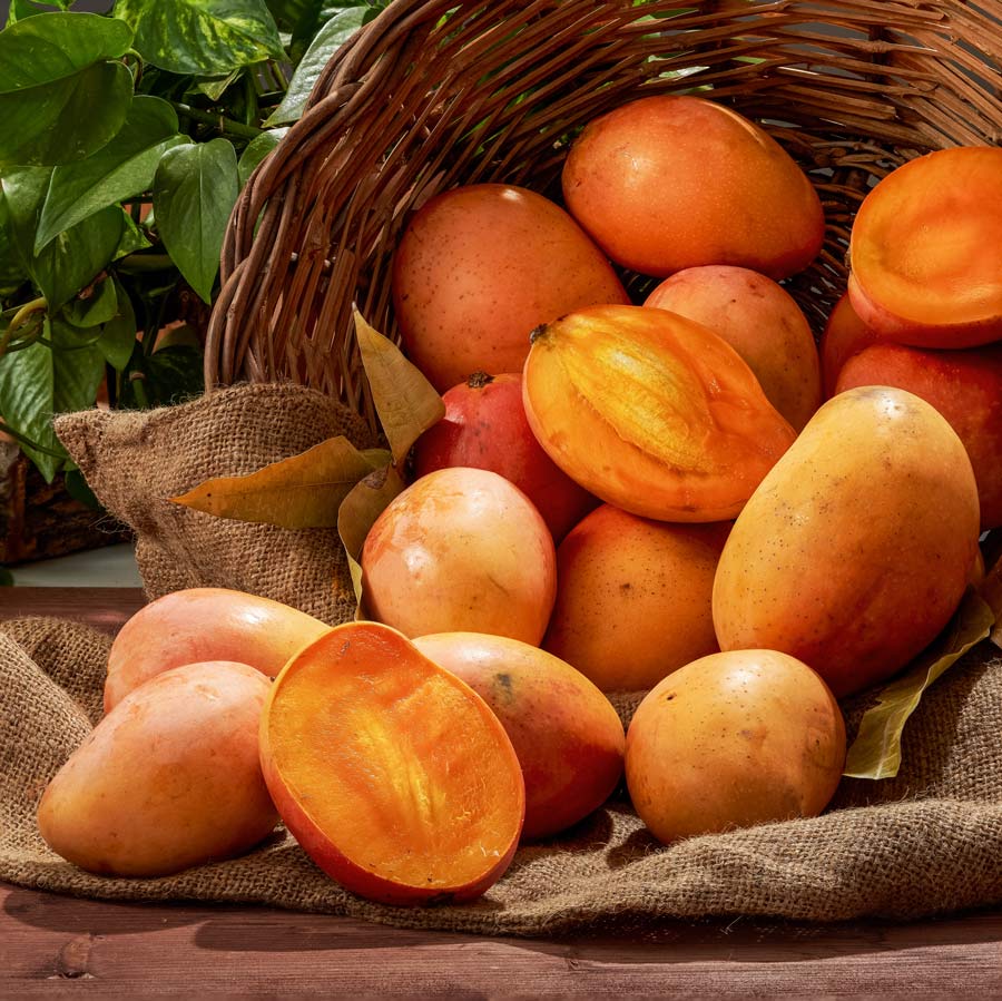 Mango Kensington Pride