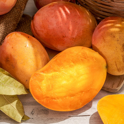 Mango Kensington Pride