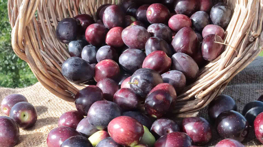 Olive Nere da Mensa