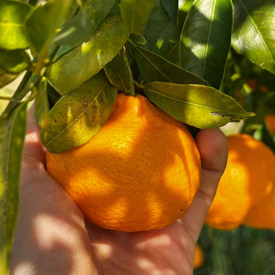 Mandarino Ciaculli
