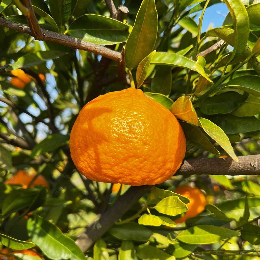Mandarino Ciaculli