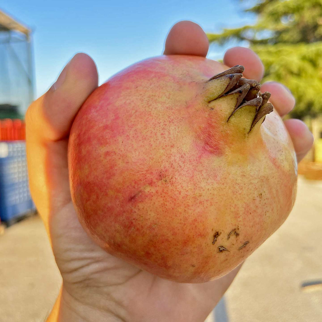 Melagrana Dolcissima dell’Etna